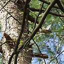 kleine_bonte_specht_-_lesser_spotted_woodpecker_-_Dryobates_minor.jpg
