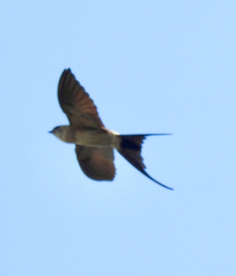 roodstuitzwaluw - Red-rumped swallow - Cecropis daurica
