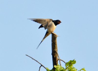 boerenzwaluw - Barn swallow - Hirundo rustica rustica

