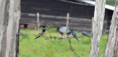 boerenzwaluw -  Barn swallow - Hirundo rustica erythrogaster
Suriname, nabij Tibiti
Keywords: boerenzwaluw;Hirundo rustica erythrogaster