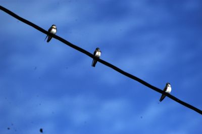 zwartkraagzwaluw - Black-collared swallow - Atticora melanoleuca
Keywords: zwartkraagzwaluw;Atticora melanoleuca