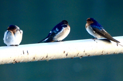 Welkomszwaluw - Hirundo neoxena - Welcome swallow
