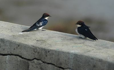 roodkruinzwaluw - Wire-tailed swallow - Hirundo smithi
Keywords: roodkruinzwaluw;Hirundo smithi