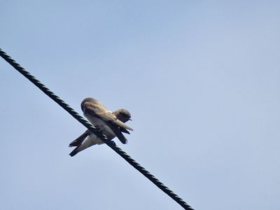 northern rough-winged swallow - Noord-Amerikaanse ruwvleugelzwaluw 1

