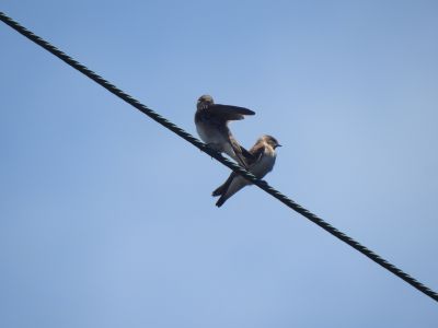 northern rough-wined swallow - Noord-Amerikaanse ruwvleugelzwaluw  2
