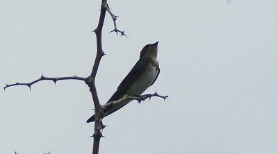 roodkeelzwaluw - Red-chested swallow - Hirundo lucida
Keywords: roodkeelzwaluw;Hirundo lucida