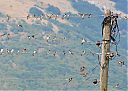 House_Martins_on_a_wire.jpg