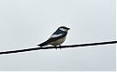 White-winged_Swallow_wire.jpg