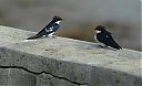 Wire-tailed_Swallows.jpg