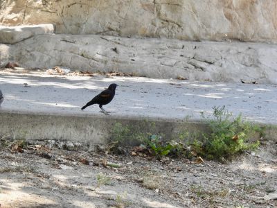 Red winged blackbird - epauletspreeuw 1

