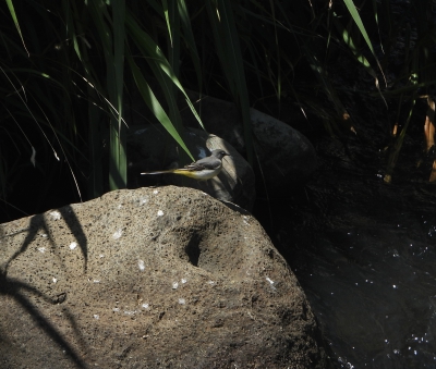 Grote Gele Kwikstaart - Grey Wagtail - Motacilla cinerea schmitzi
Madeira
