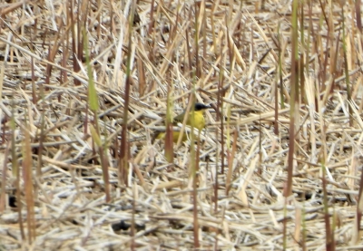 Noordse Kwikstaart - Motacilla flava thunbergi - Western Yellow Wagtail
