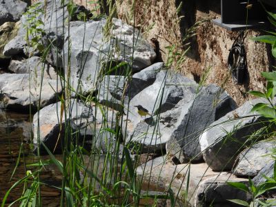 Grote Gele Kwikstaart - Motacilla cinerea - Grey Wagtail
