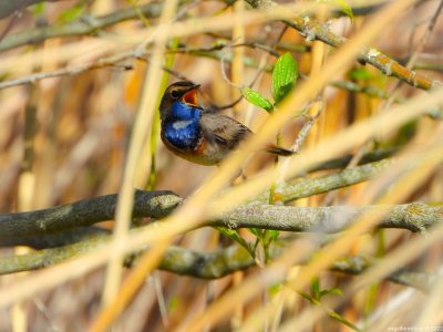 blauwborst - bluethroat - Luscinia svecica
