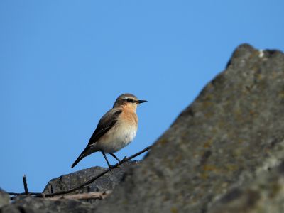 Tapuit. Northern Wheatear, Oenanthe oenanthe
