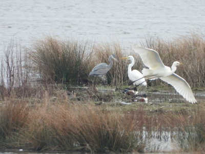 grote zilverreiger, great white egret, Ardea alba
