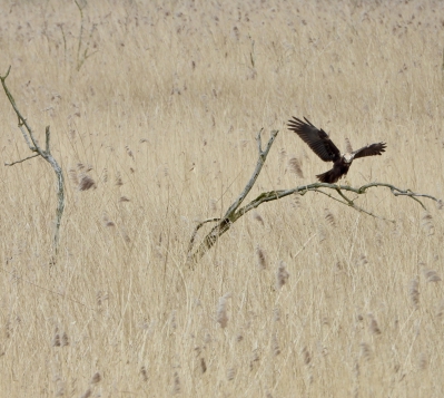 bruine kiekendief - Circus aeruginosus - marsh harrier
