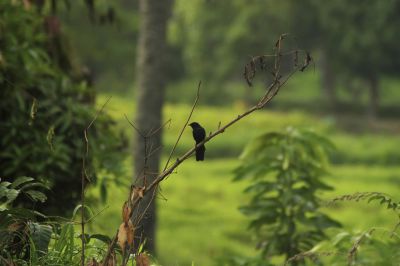 black flycatcher - Melaenornis edolioides
Keywords: black flycatcher;Melaenornis edolioides