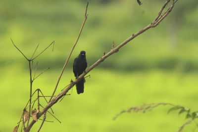 black flycatcher - Melaenornis edolioides
