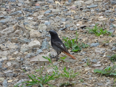 zwarte roodstaart - Phoenicurus ochruros gibraltariensis
