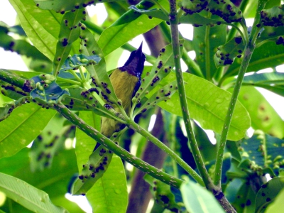 staalborsthoningzuiger - Cinnyris jugularis - Olive-backed Sunbird
