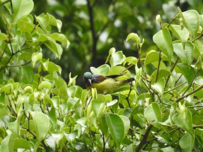 Bruinkeelhoningzuiger - Brown-throated sunbird - Anthreptes malacensis
Keywords: groenstaarthoningzuiger;Aethopyga nipalensis