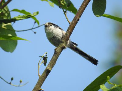 staartmees - long-tailed Tit - Aegithalos caudatus
