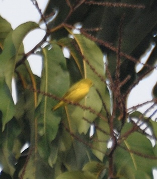 Mangrovezanger - Yellow warbler - Setophaga petechia
