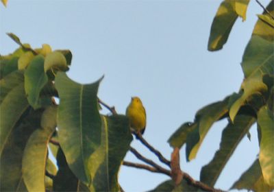 mangrovezanger - Setophaga petechia
Keywords: mangrovezanger;Setophaga petechia