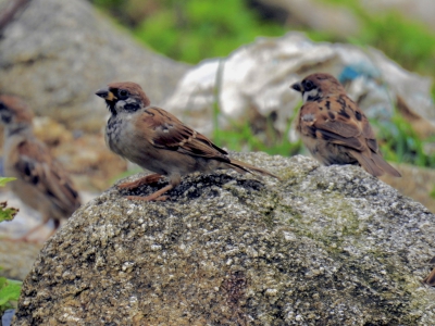 ringmus - Passer montanus malaccensis - Tree sparrow
