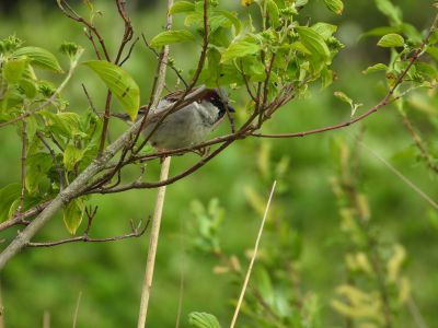 Ringmus - Eurasian Tree Sparrow - Passer montanus
