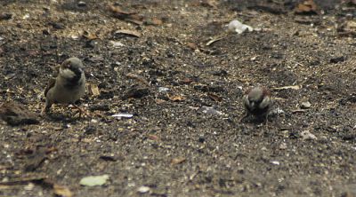 huismus - House sparrow - Passer domesticus tingitanus
In Gambia 
