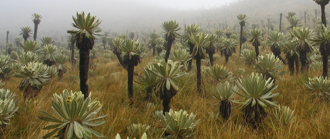 Espeletia_pycnophylla