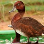 male-madagascar-pochard