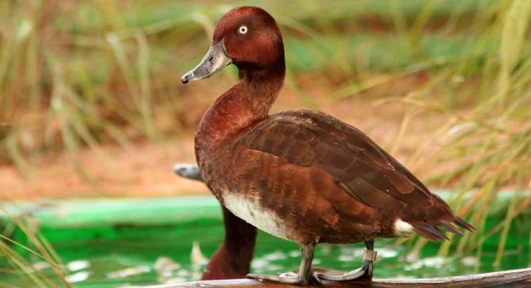 male-madagascar-pochard