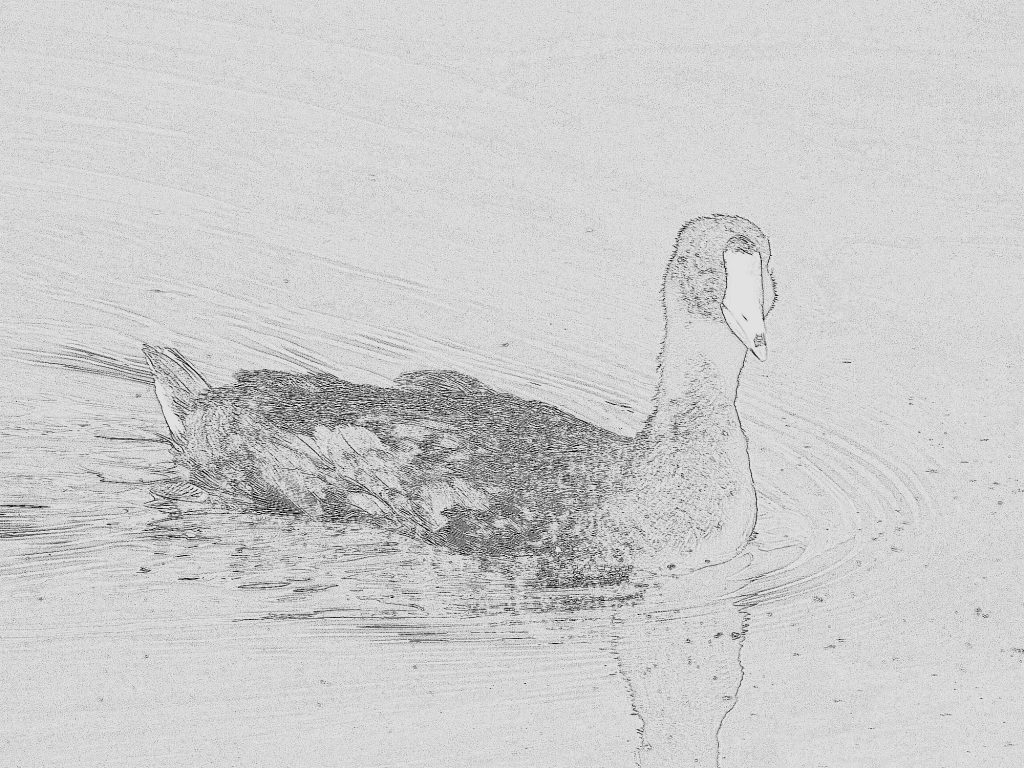 American coot - Amerikaanse meerkoet 2