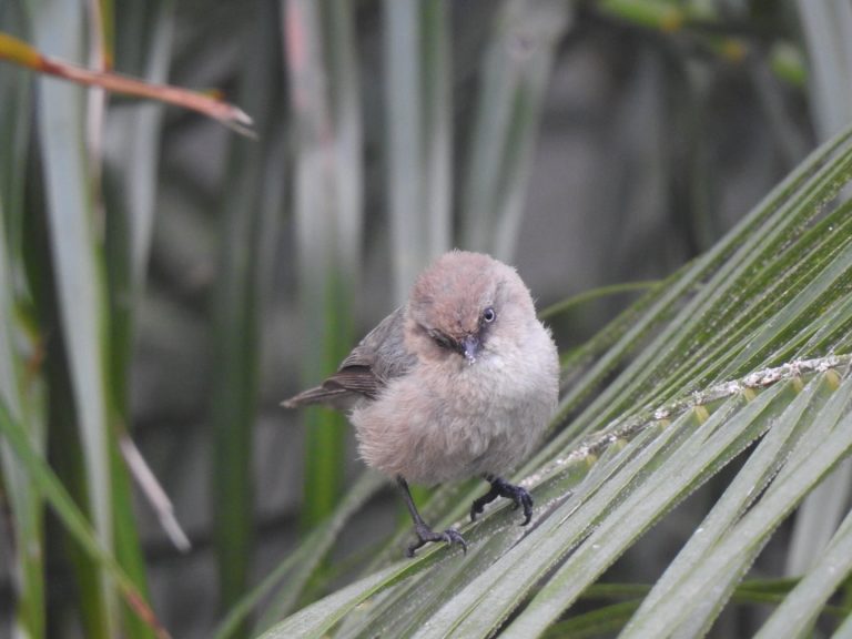 Bushtit_-_Struikmees_2