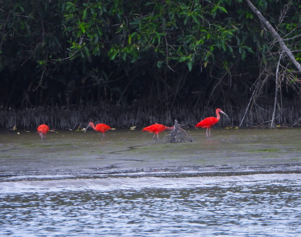 Rode ibis - Scarlet ibis (Eudocimus ruber)