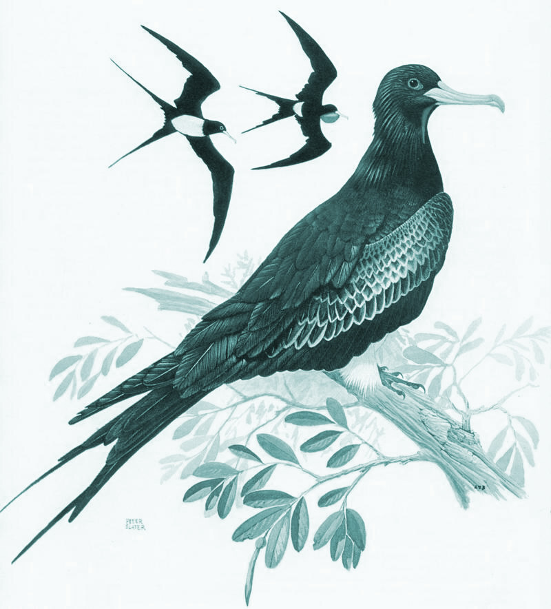 Christmas Island fregatebird