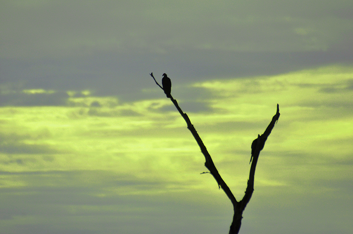 Black_Vulture_at_sun_down