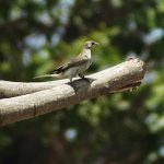 lesser_honeyguide