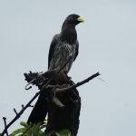 plantain-eaters4
