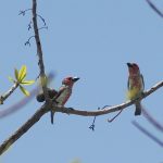 vieillots_barbet2