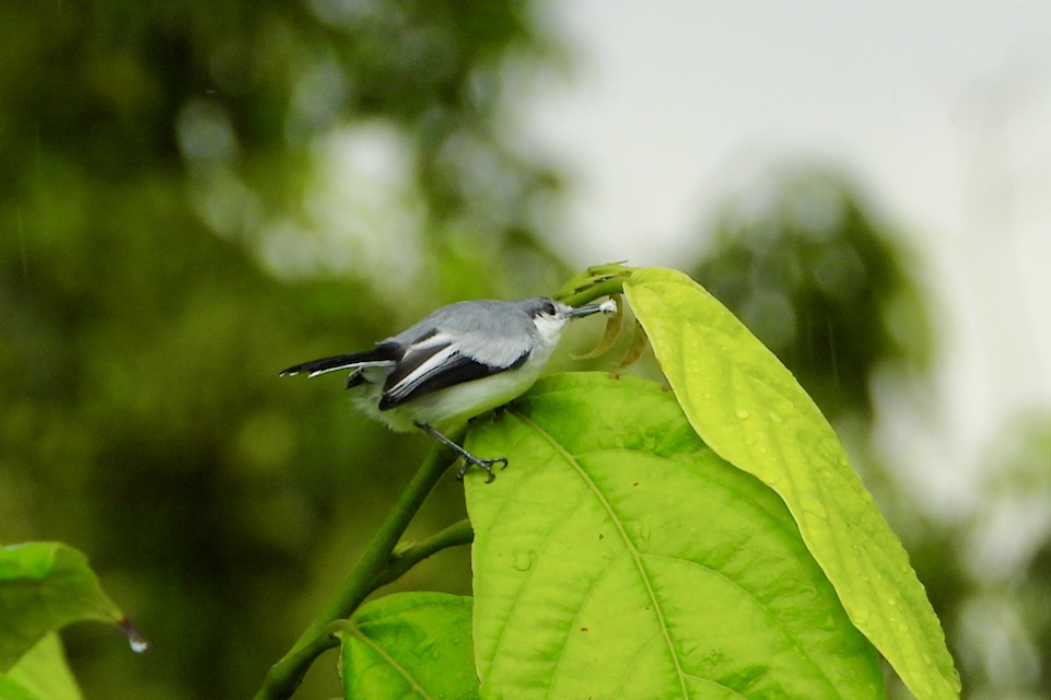 Amazonemuggenvanger_-_tropical_gnatcatcher_28Polioptila_plumbea29