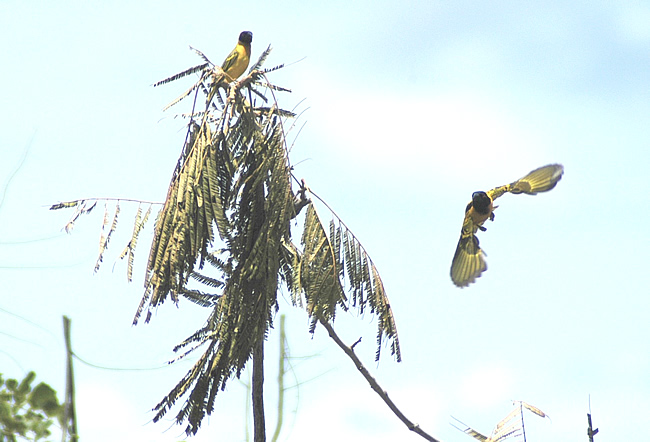Village_Weaver_Hunting