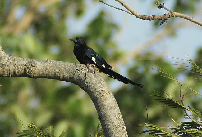 green_woodhoopoe