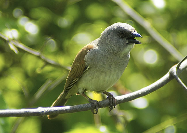 grey-headed_sparrow2