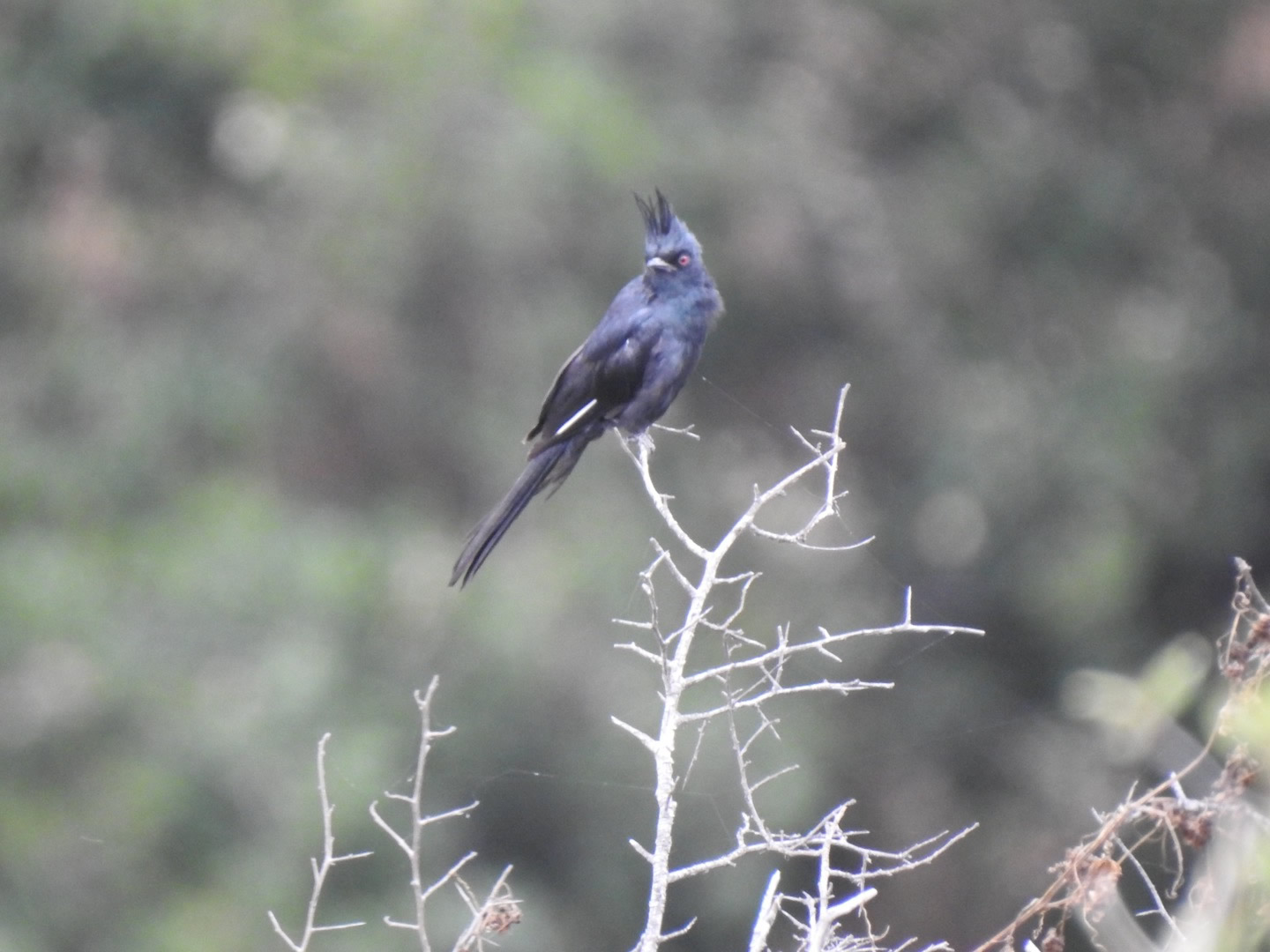 phainopepla_-_Zwarte_zijdevliegenvanger_4
