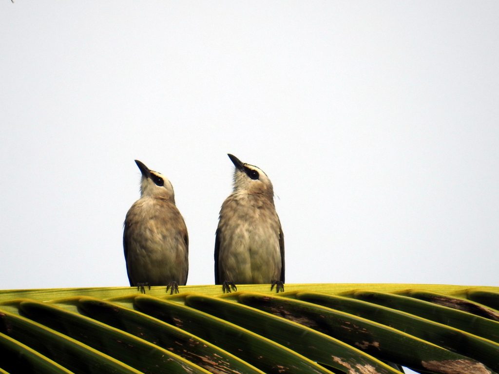 yellow_vented_bulbul