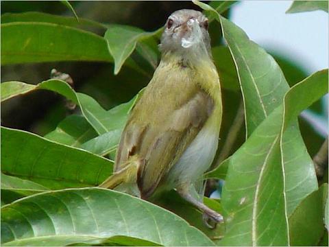 Ashy-headed_Greenlet